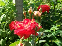 e7dc9c37-Picture 565.jpg